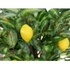 EUROPALMS Künstlicher Zitronenbaum, 150cm 82507815