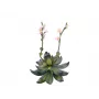 EUROPALMS Stone Rose (EVA) Kunstpflanze, Rosa, 32cm 82530572