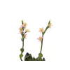 EUROPALMS Stone Rose (EVA) Kunstpflanze, Rosa, 32cm 82530572