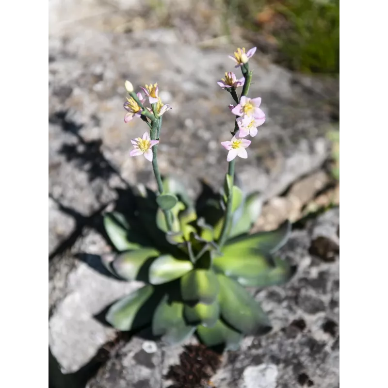 EUROPALMS Stone Rose (EVA) Kunstpflanze, Rosa, 32cm 82530572