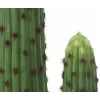 EUROPALMS Mexikanischer Kaktus Kunstpflanze, Grün, 117cm 82801071