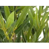 EUROPALMS Bambus deluxe, Kunstpflanze, 180cm (82509167) - Künstliche Bambuspflanze