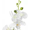 EUROPALMS Orchidee Kunstpflanze, Weiß, 80cm (82530362)