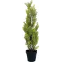 EUROPALMS Leyland-Zypresse Kunstpflanze, 60cm 82606959