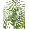 EUROPALMS Großblatt-Areca Künstliche Areca-Palme, 185cm (82509442)