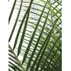 EUROPALMS Phoenix Palm Deluxe Künstliche Pflanze 220cm 82509722