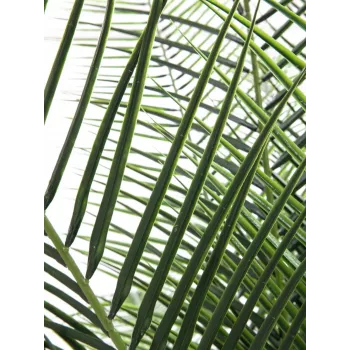 EUROPALMS Phoenix Palm Deluxe Künstliche Pflanze 220cm 82509722