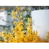 EUROPALMS Künstlicher Forsythienstrauch, 60cm 82505629
