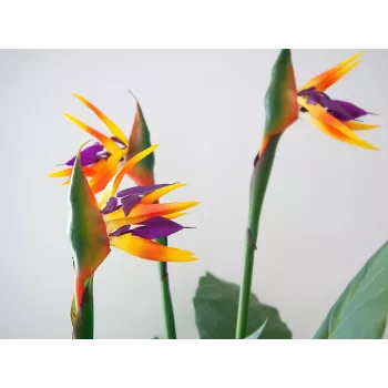 EUROPALMS Strelitzia Kunstpflanze, 90 cm 82540502