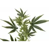 EUROPALMS Künstlicher Hanfzweig, 90cm, Grün 82506699