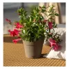 STEFANPLAST Ethica Blumentopf mit Untersetzer Ø20x19cm Braun